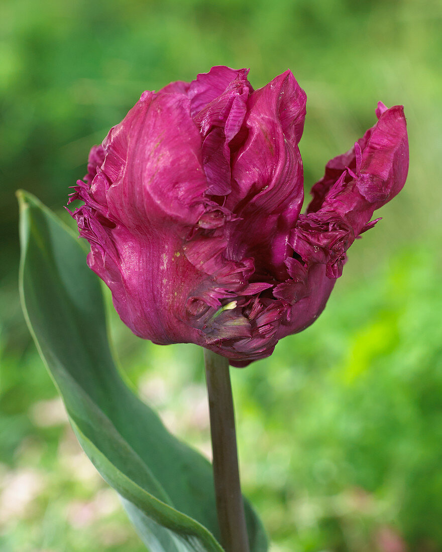 Tulipa 'Parrot Prince'