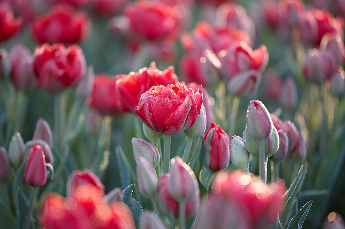 Tulipa 'Estatic'