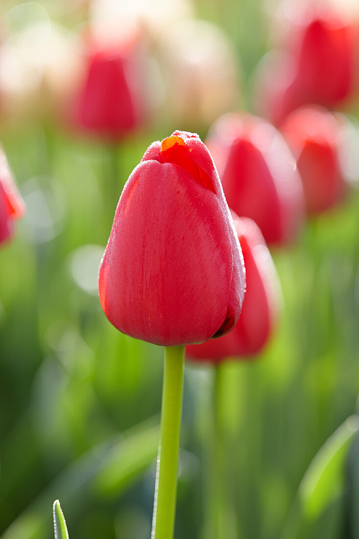 Tulipa Zantured