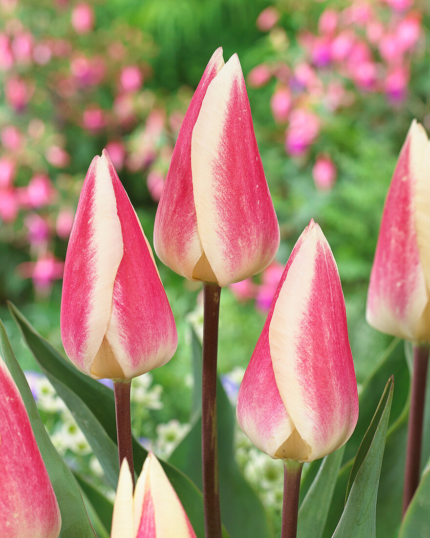 Tulipa 'Silk Surprise'