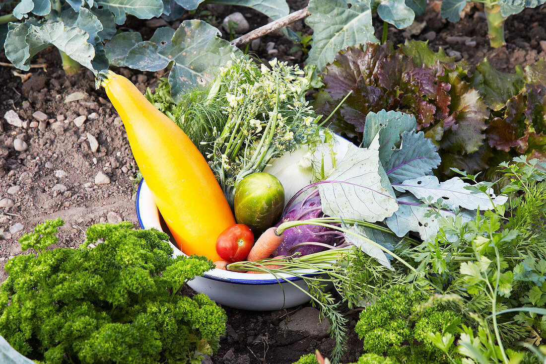 Frisch geerntetes Gemüse in Emailschüssel auf dem Feld