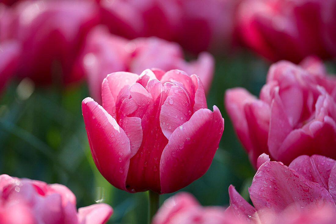 Tulipa 'Sunset Tropical'