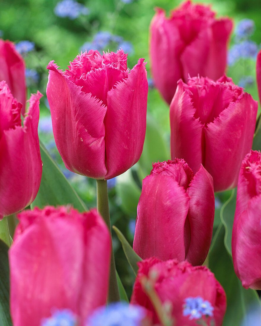 Tulipa Split