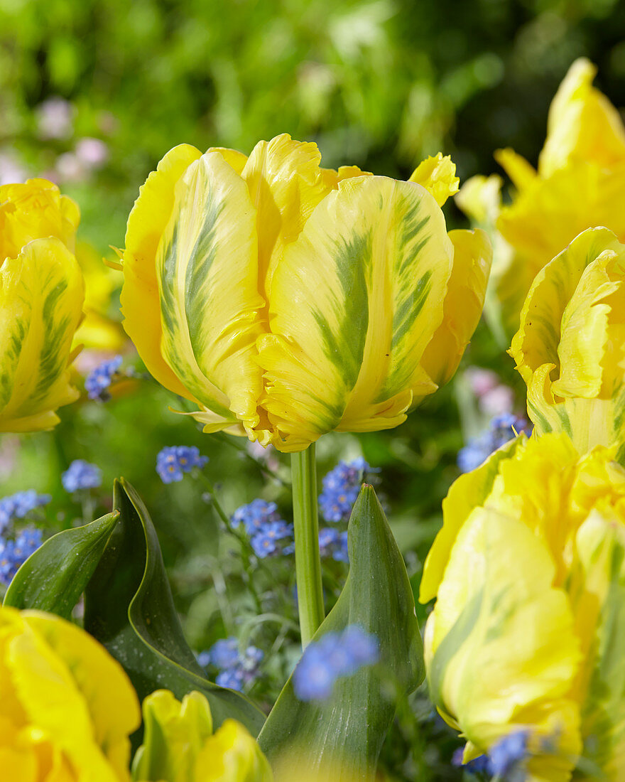 Tulipa 'Yellow Madonna' ®