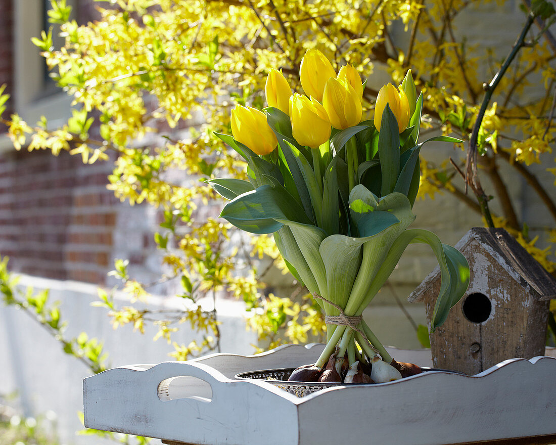 Tulipa 'Kikomachi'