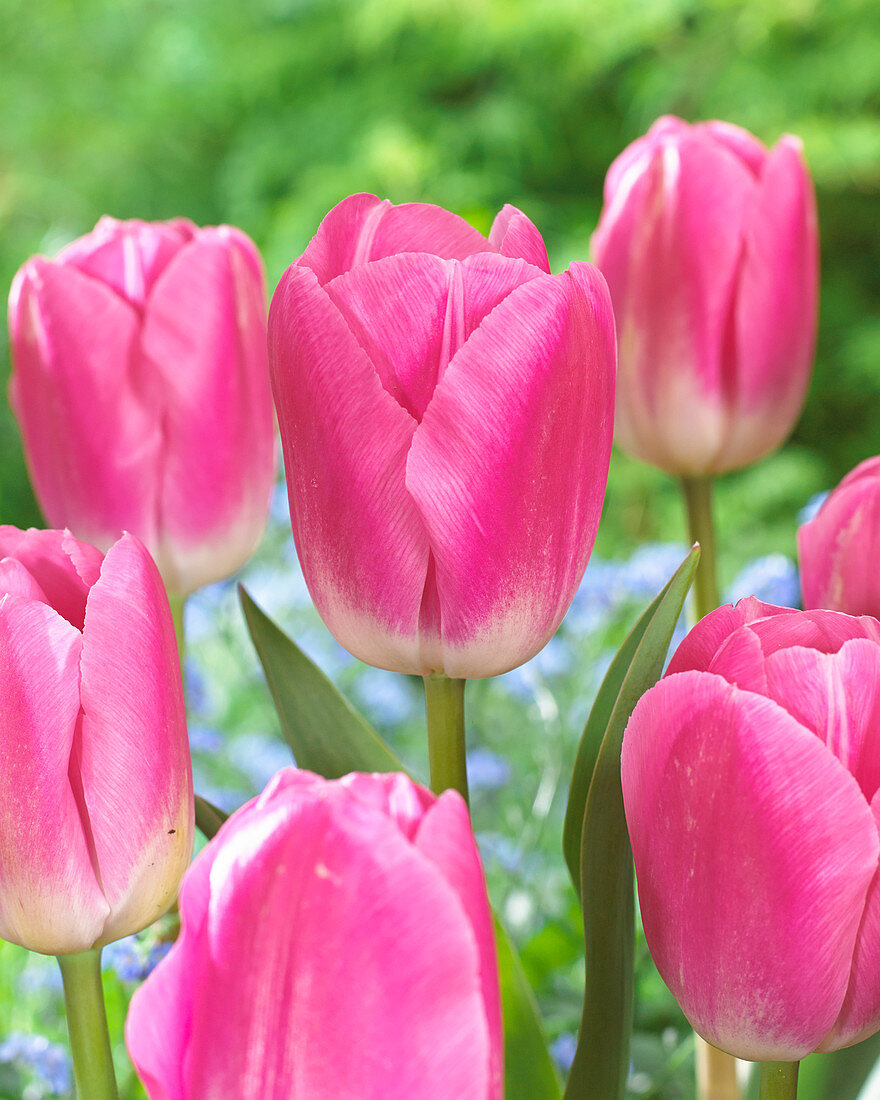 Tulipa 'Sauternes'