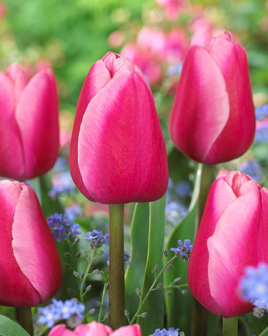 Tulipa Tresor