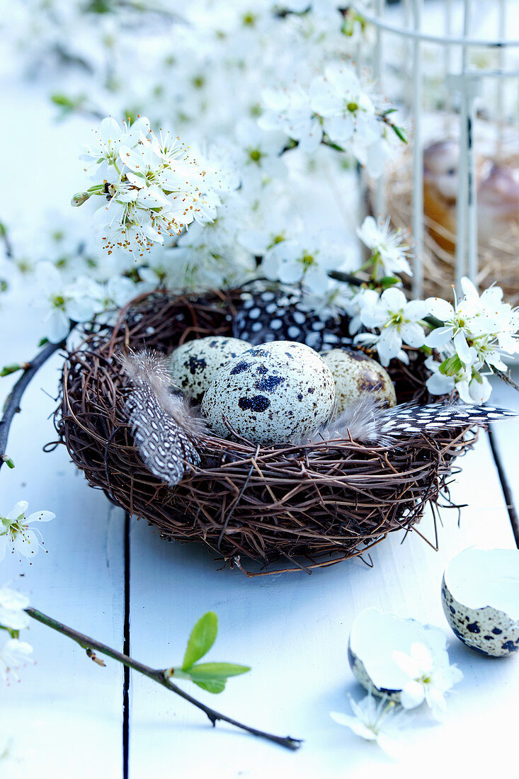 Nest mit Wachteleiern, Federn und blühenden Mirabellenzweigen