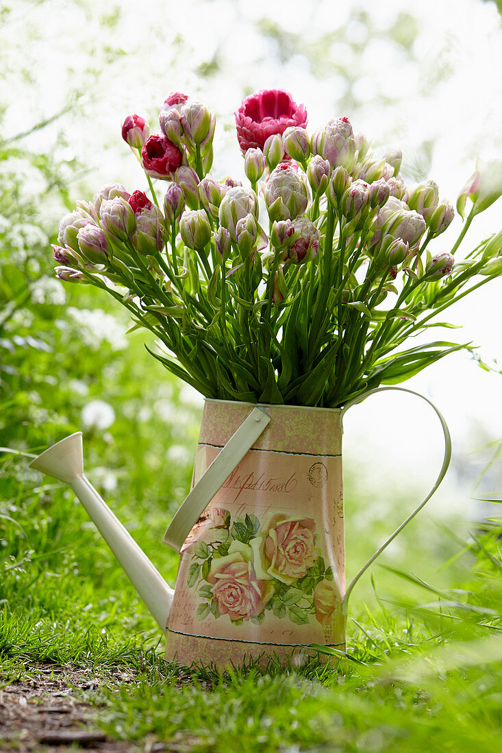 Tulipa multiflowering pink