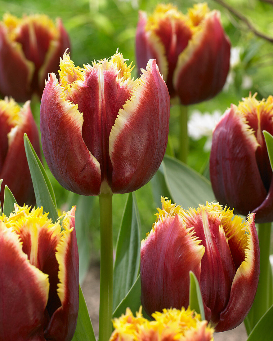 Tulipa 226.486.99.2 (Mercure)