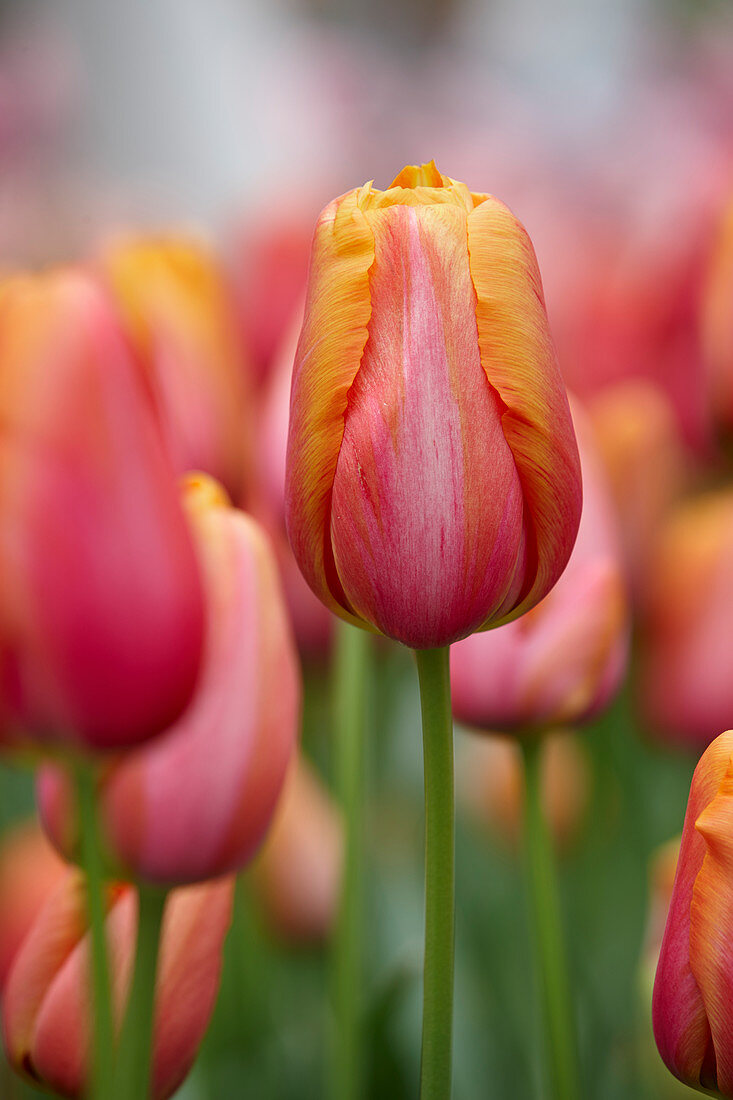 Tulipa 'Batavia'