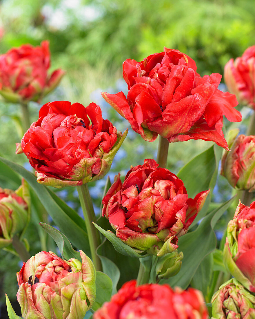 Tulipa Red Chato