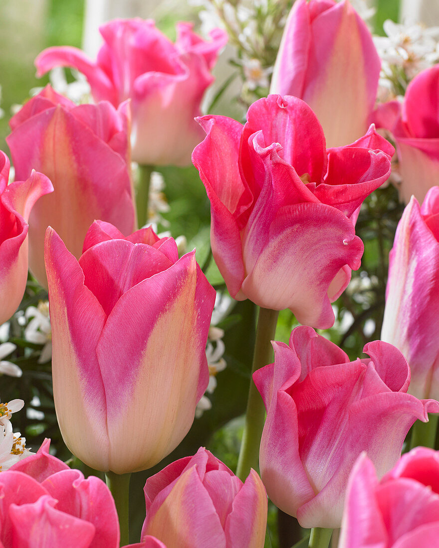 Tulipa pink mix