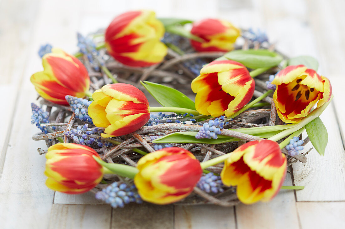 Tulipa Denmark, Muscari