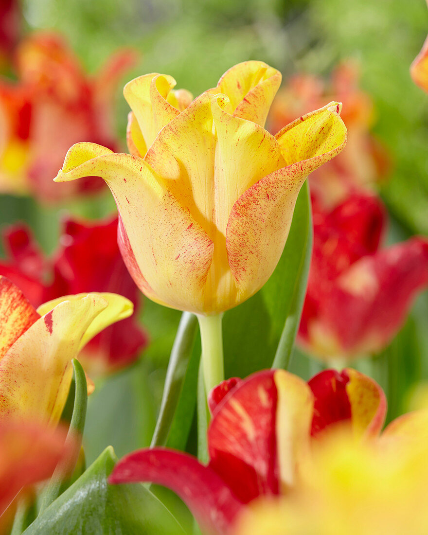 Tulipa 'Flaming Crown'