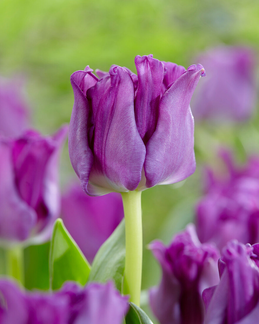 Tulipa 'Negrita Picture'