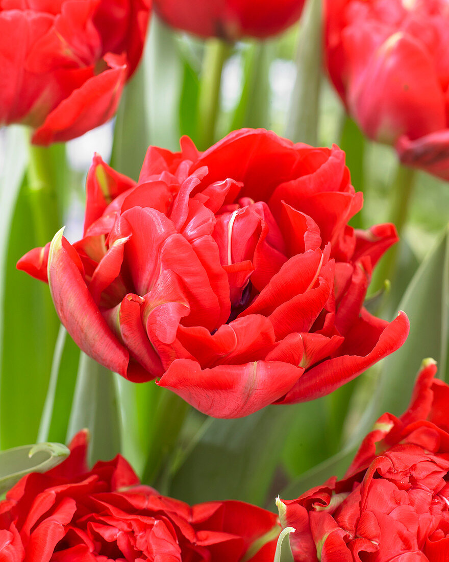 Tulipa 'Promiss'