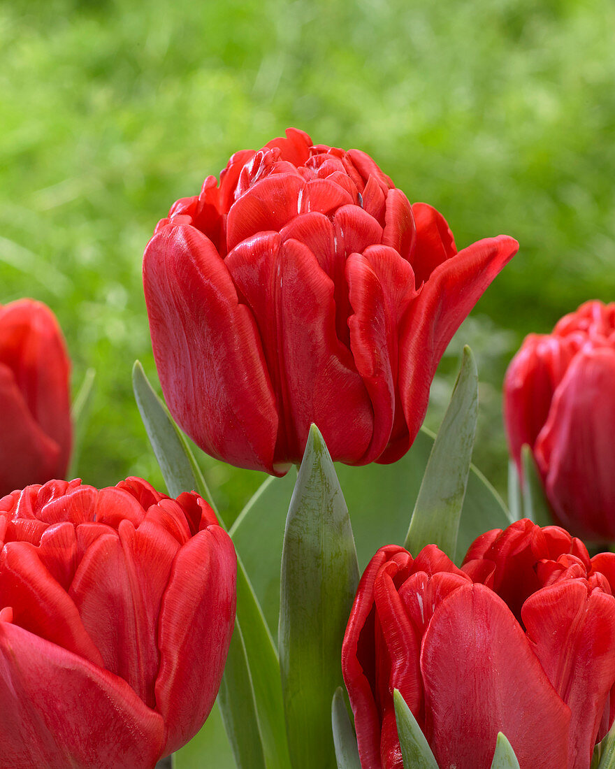 Tulipa Foxtrot Red