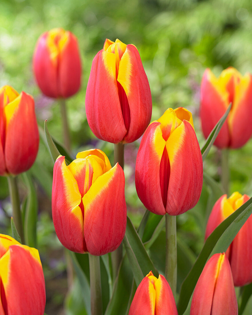 Tulipa 'Hennie vander Most'