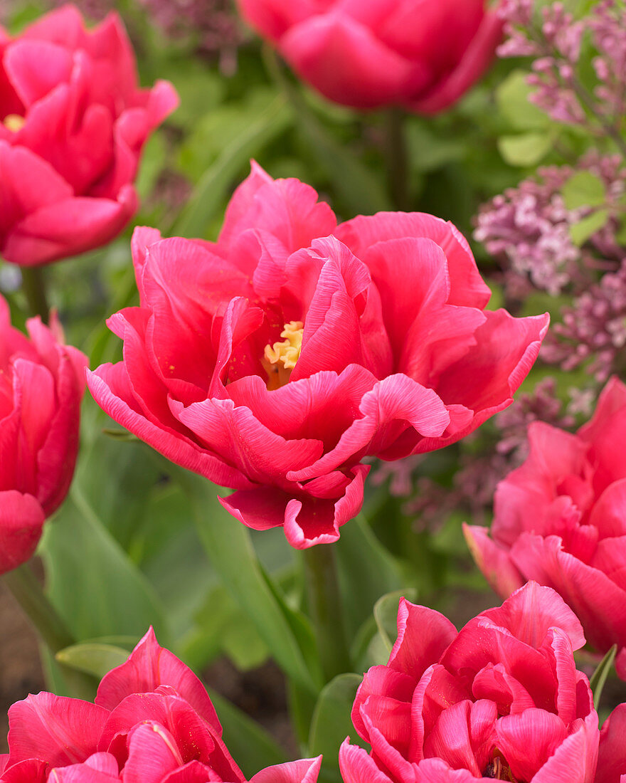 Tulipa 'Cognac'