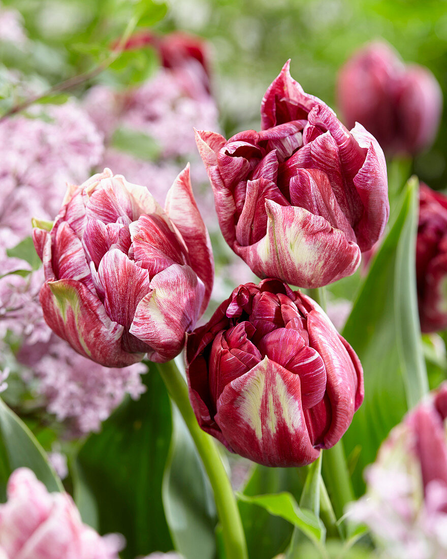 Tulipa 'Ragebol'