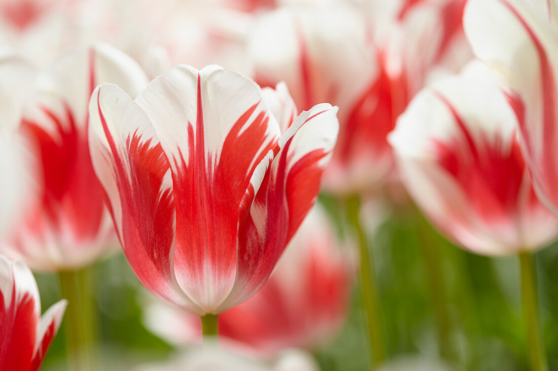 Tulipa 'Sorbet'