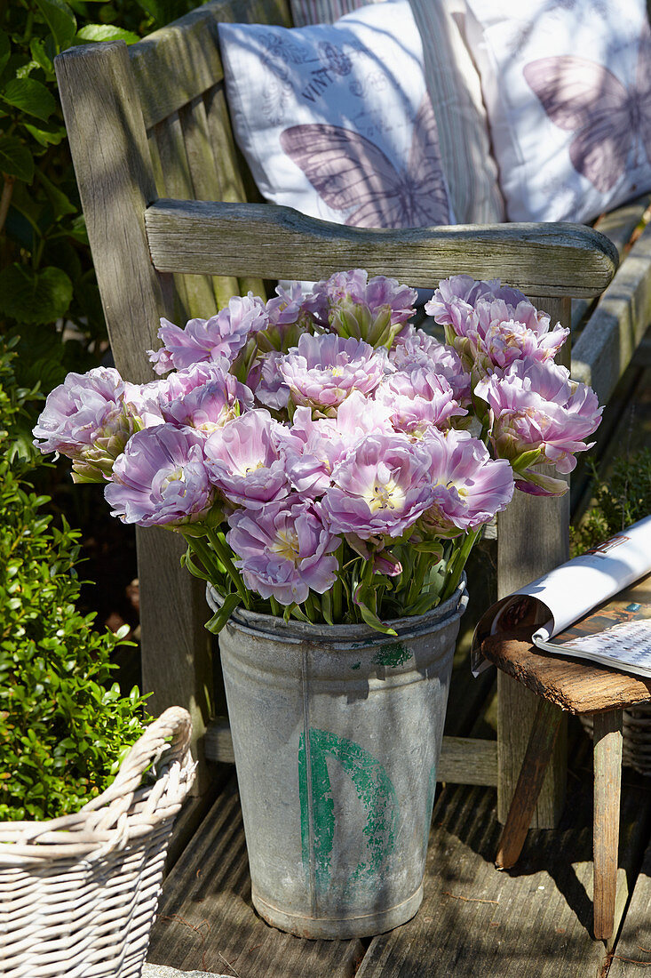 Tulipa 'Violet Prana'