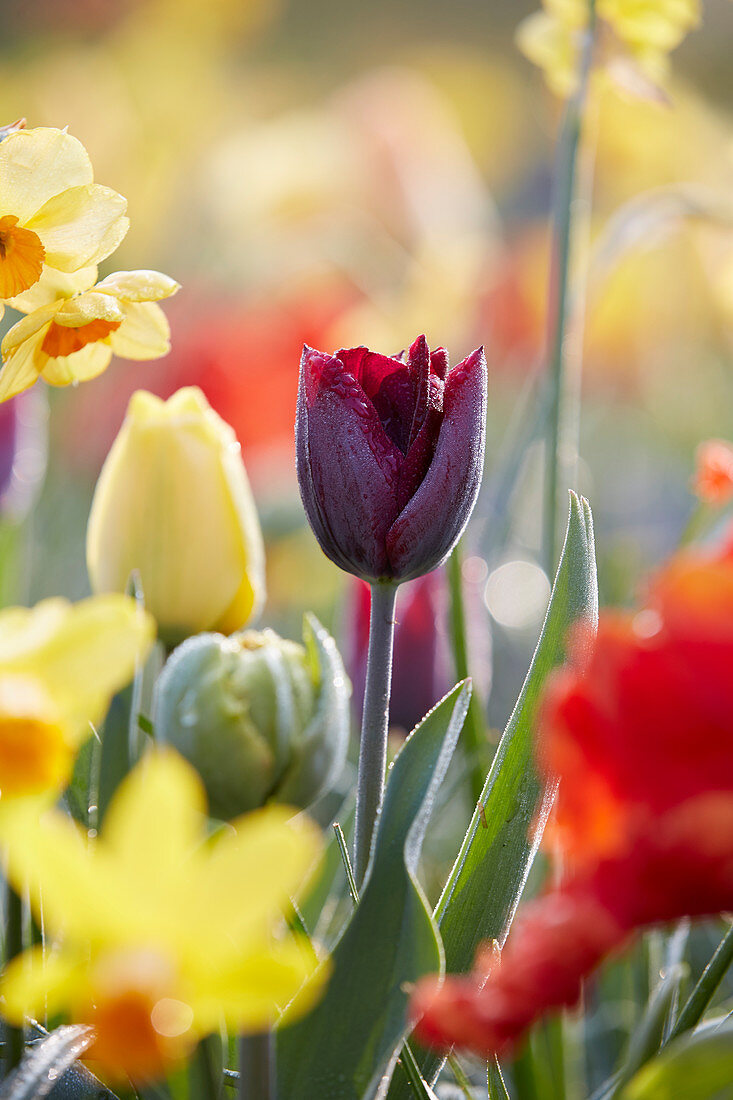 Berlin flower bulb mix