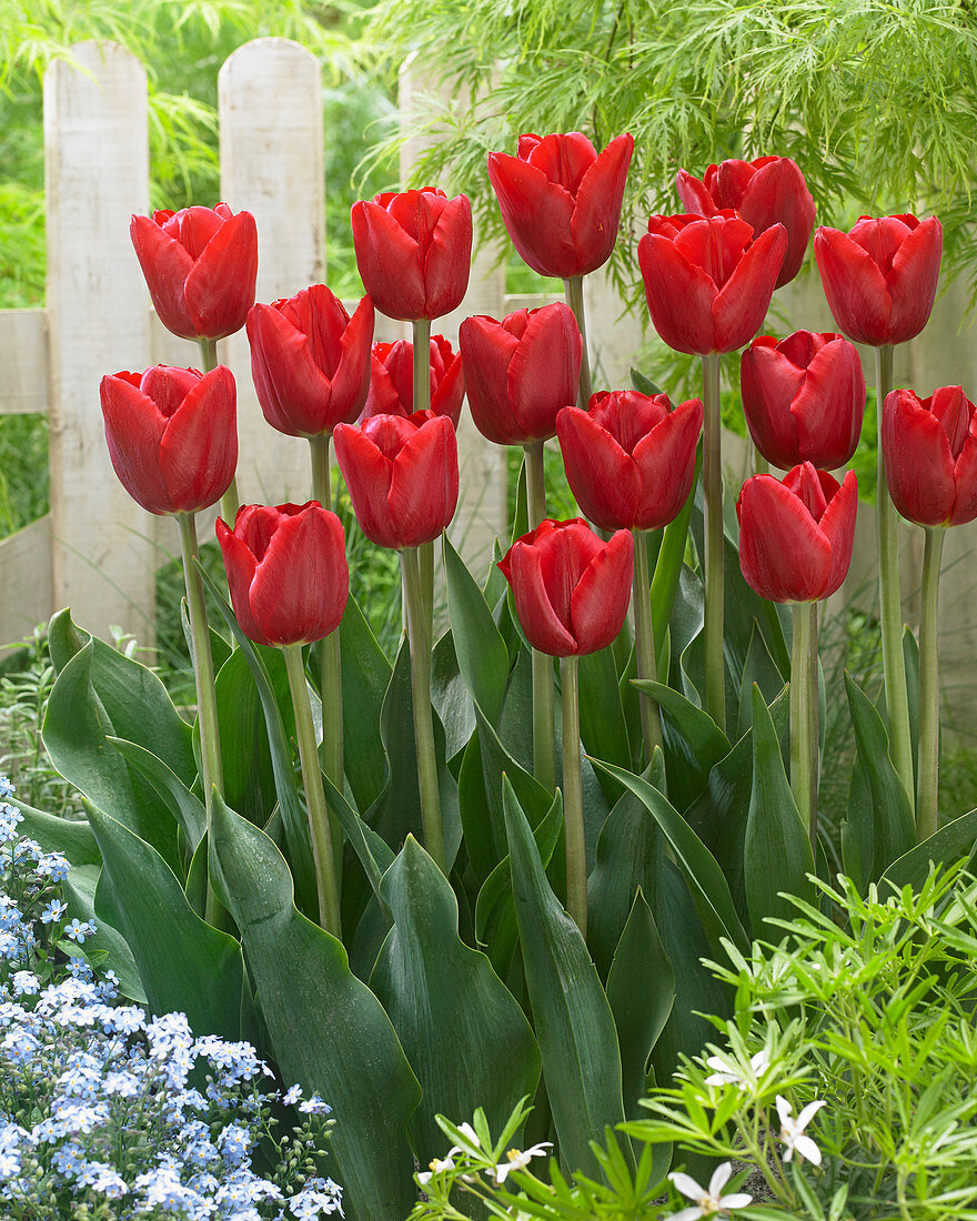 Tulipa Red Baron ®