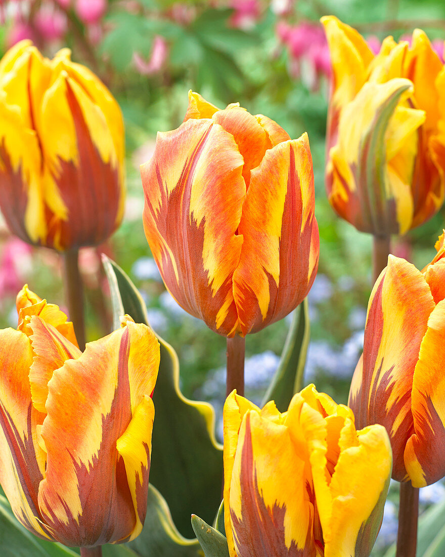 Tulipa Ravana