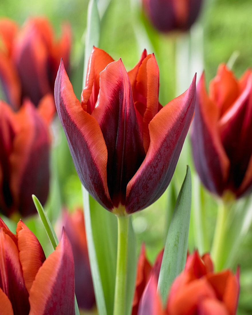 Tulipa Slawa