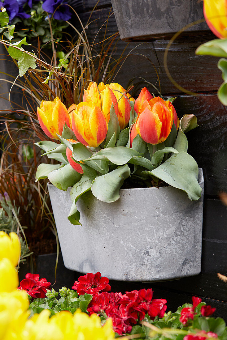 Tulipa on pot