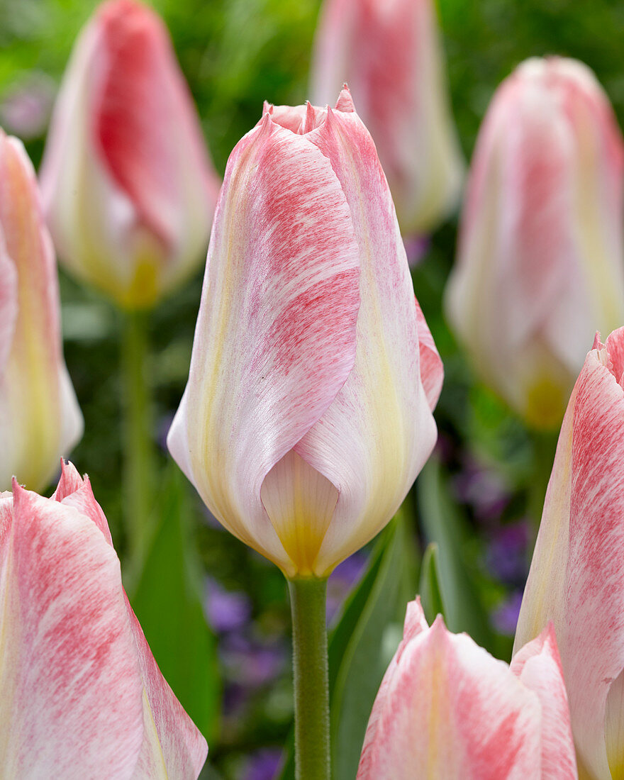 Tulipa 'Flaming Purissima'