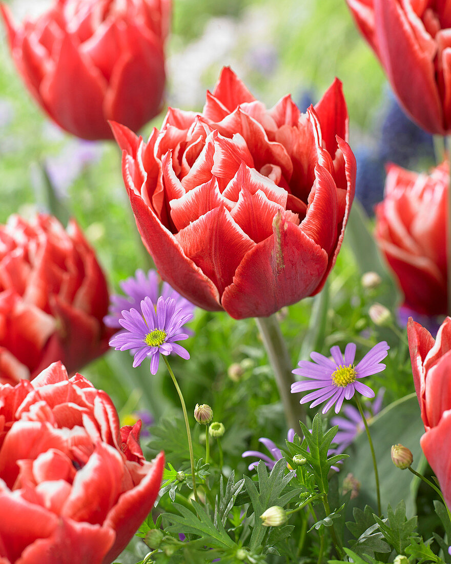 Tulipa 'Championship'