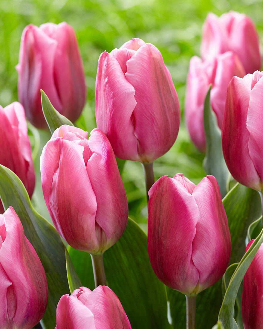 Tulipa Letha Vessey