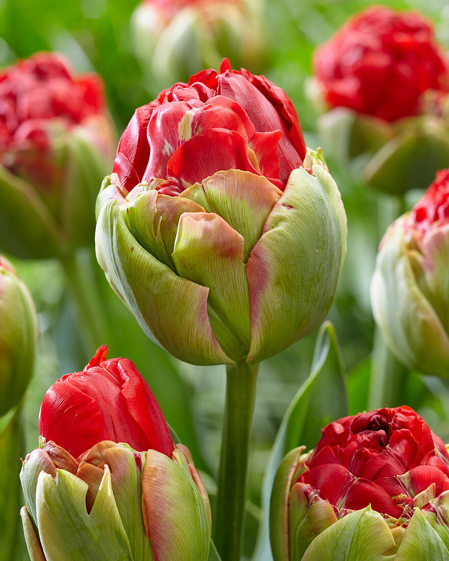 Tulipa Pop Up Red
