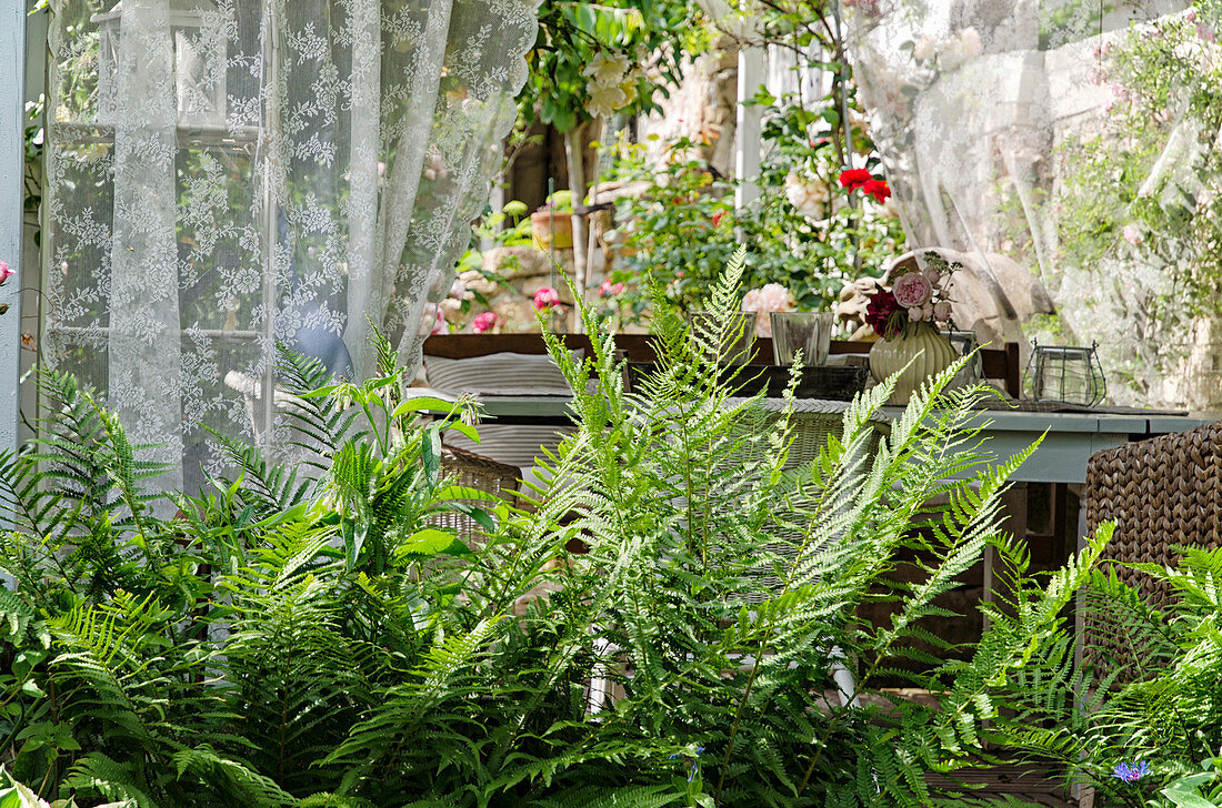 Farn vor Sitzgruppe in Holzpavillon