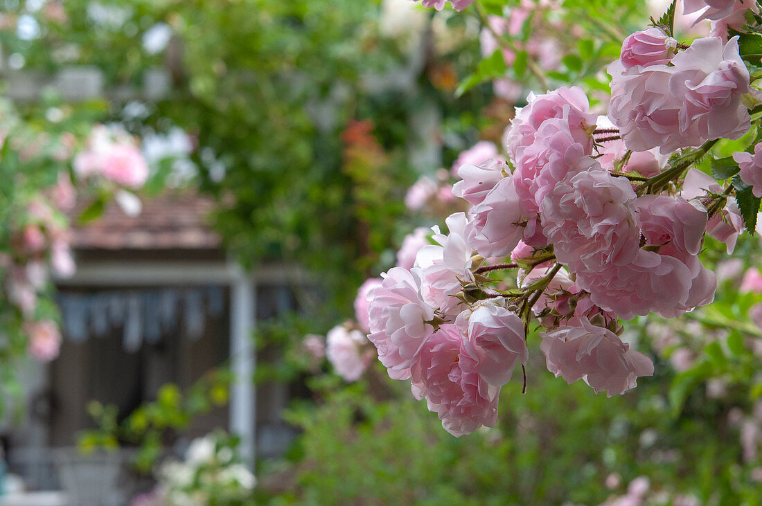 Rose petals