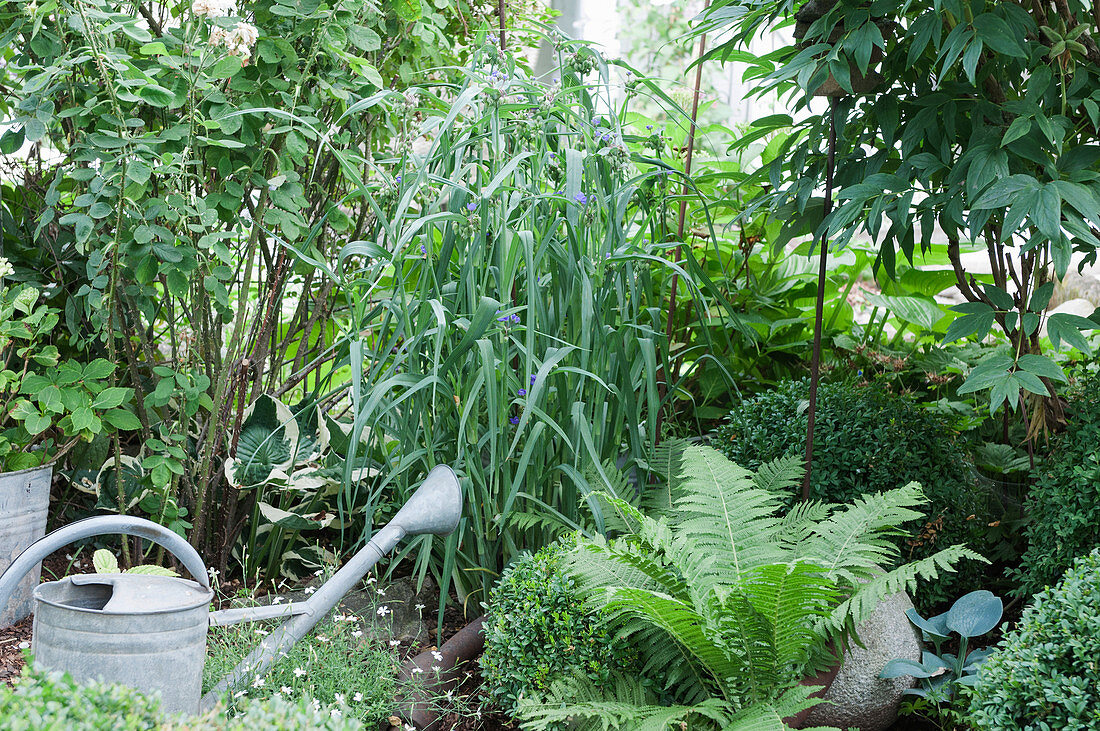 Watering can in the garden between perennials