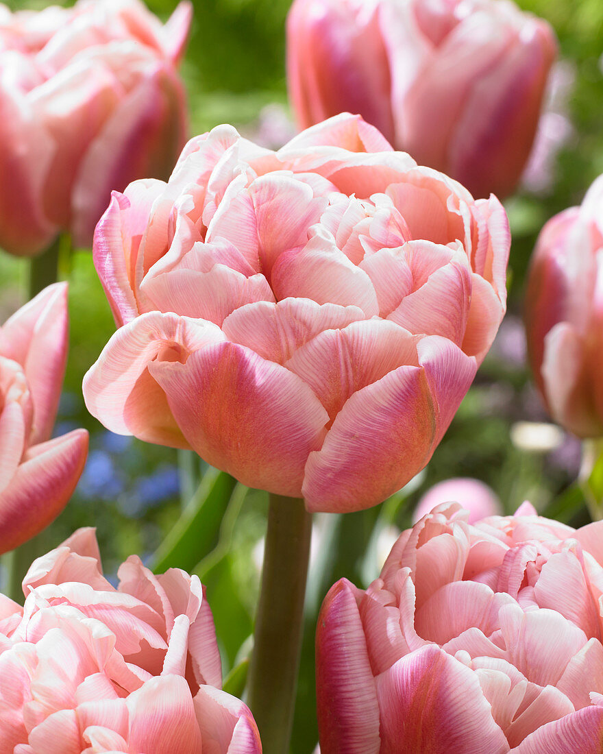 Tulipa double pink