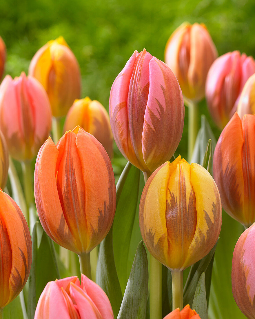 Tulipa Princess mix