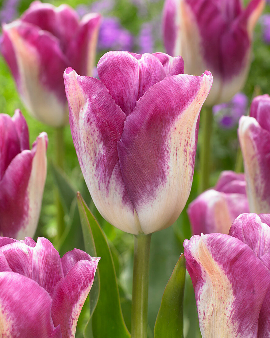 Tulipa 'Curiosity'