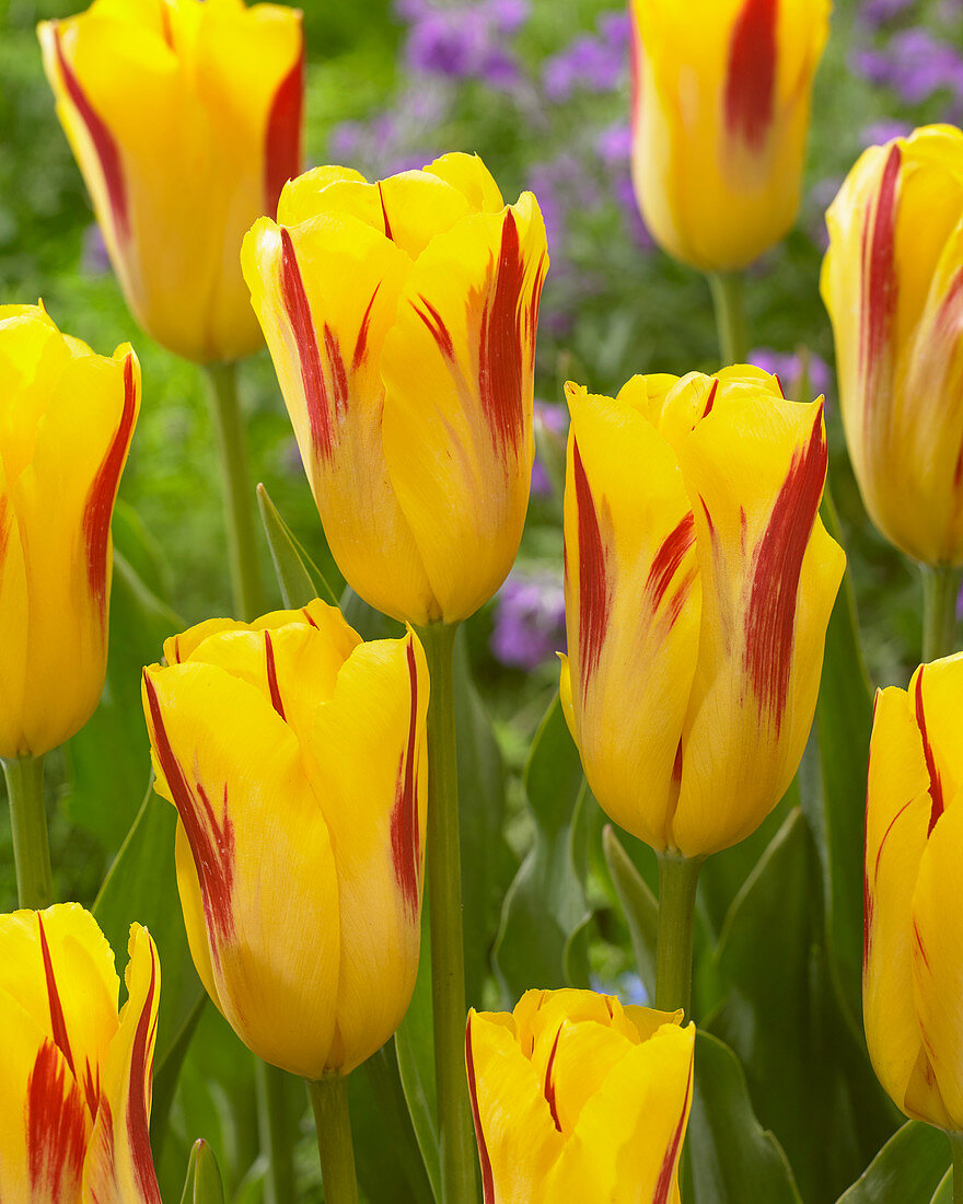 Tulipa 'Washington'