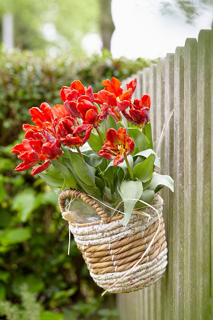 Tulips in hanging basket