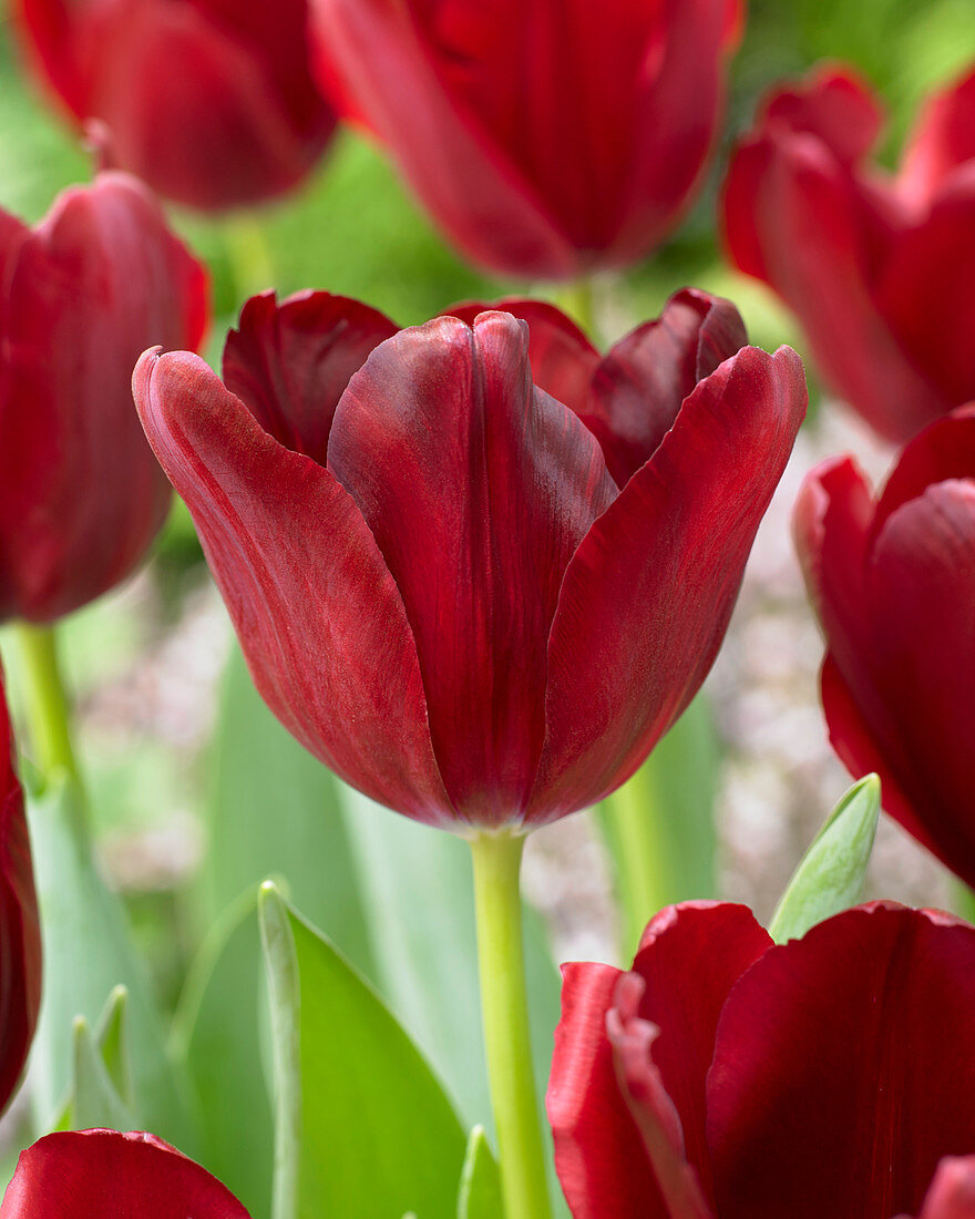 Tulipa burgundy