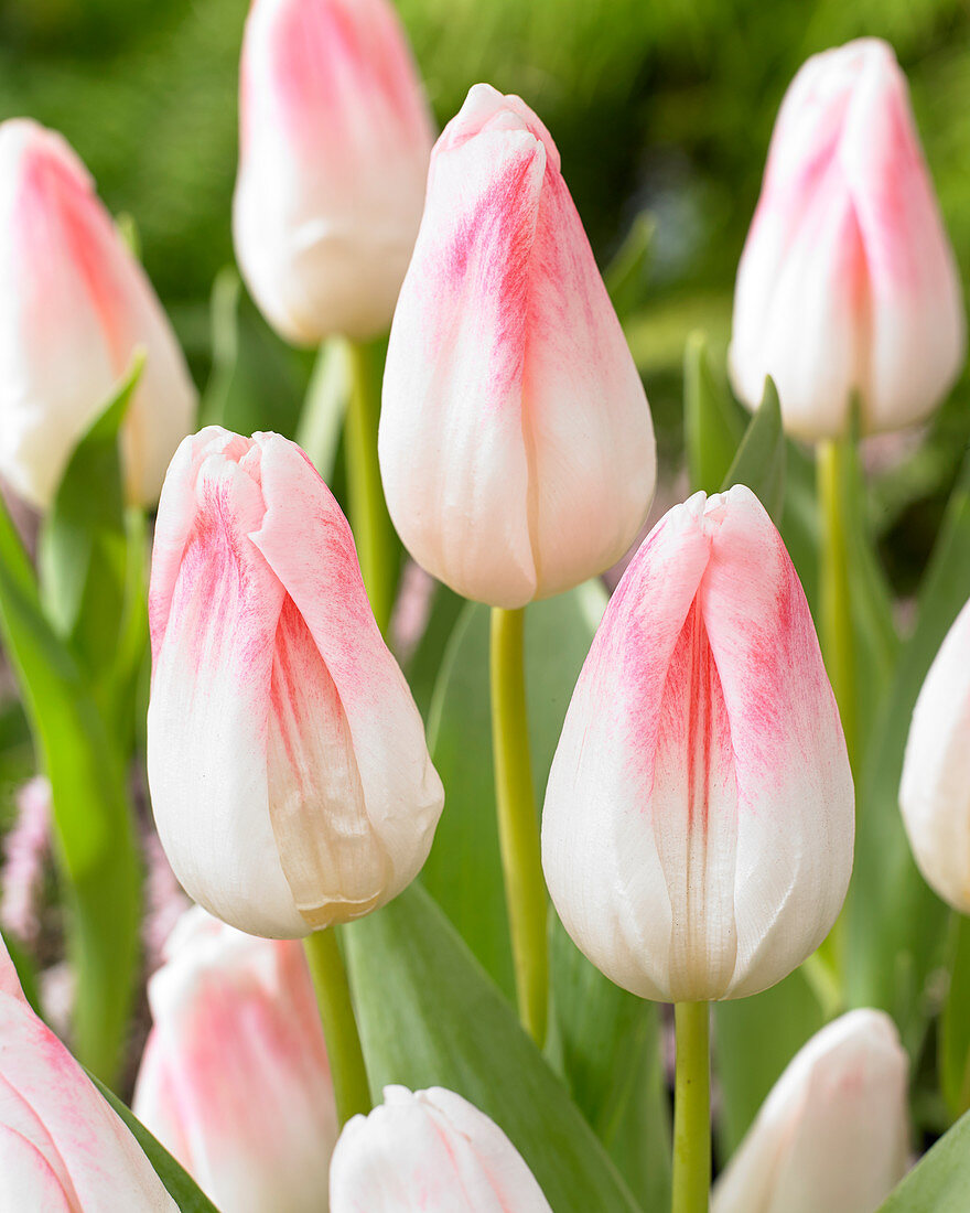 Tulipa 'Kyoko Takahashi'