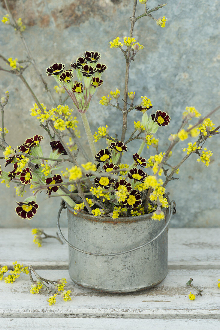 Bouquet of primrose 'Victoriana Gold Lace' and cornel cherry