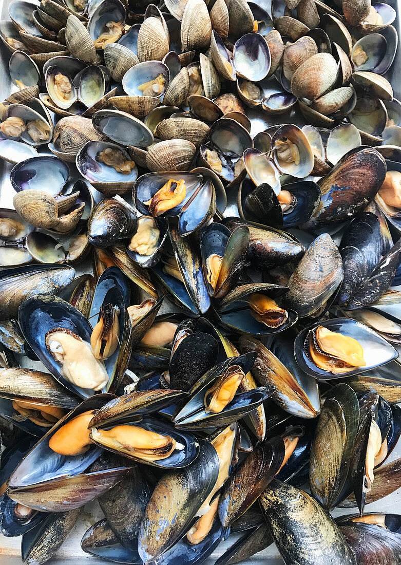 Clams and mussels (full frame)
