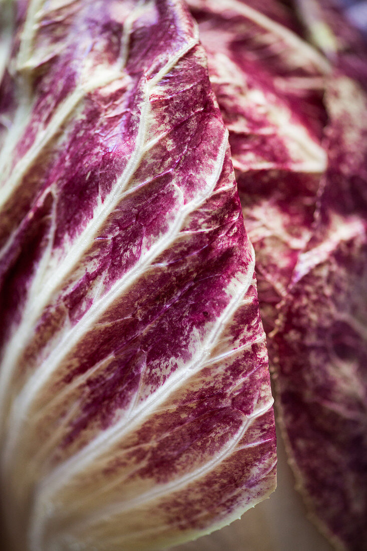 Radicchio (Close Up)