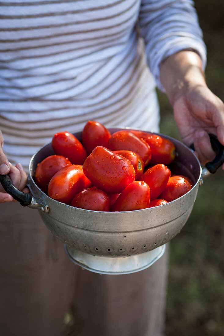 Frau hält Sieb mit Tomaten